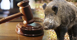 Consiglio di Stato Caccia Cinghiale